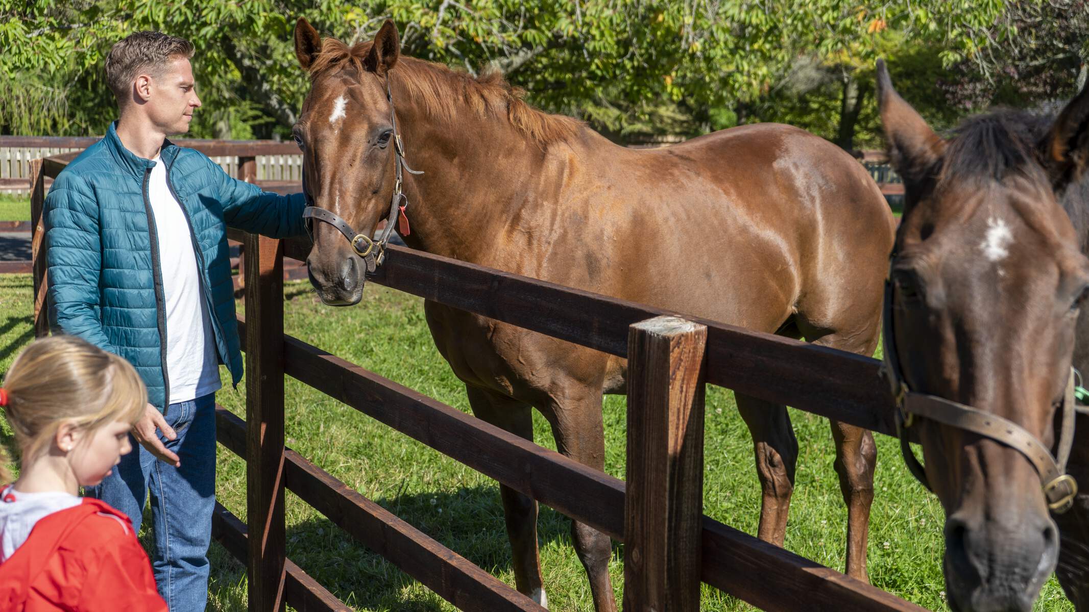 Horses at the Irish National Stud in Kildare