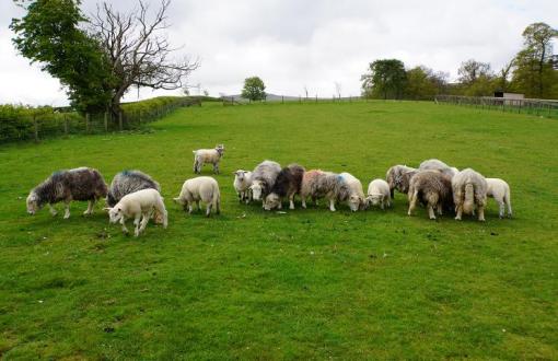 Scottish Sheepdog Demonstration