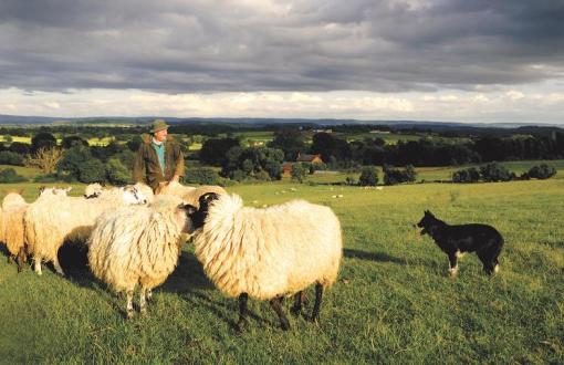 Sheepdog Demonstration