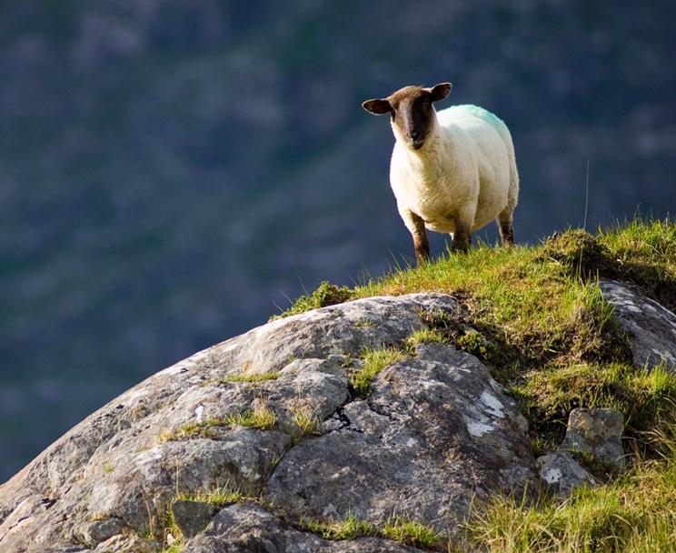 Sheep on the hillside