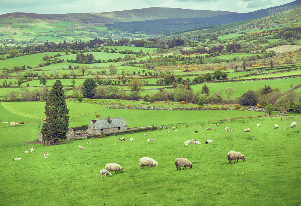 Sheep in Ireland